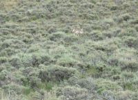 Antelope near Savery Creek